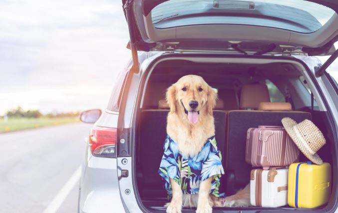 Aumenta un 90% la búsqueda de alojamientos que admiten mascotas