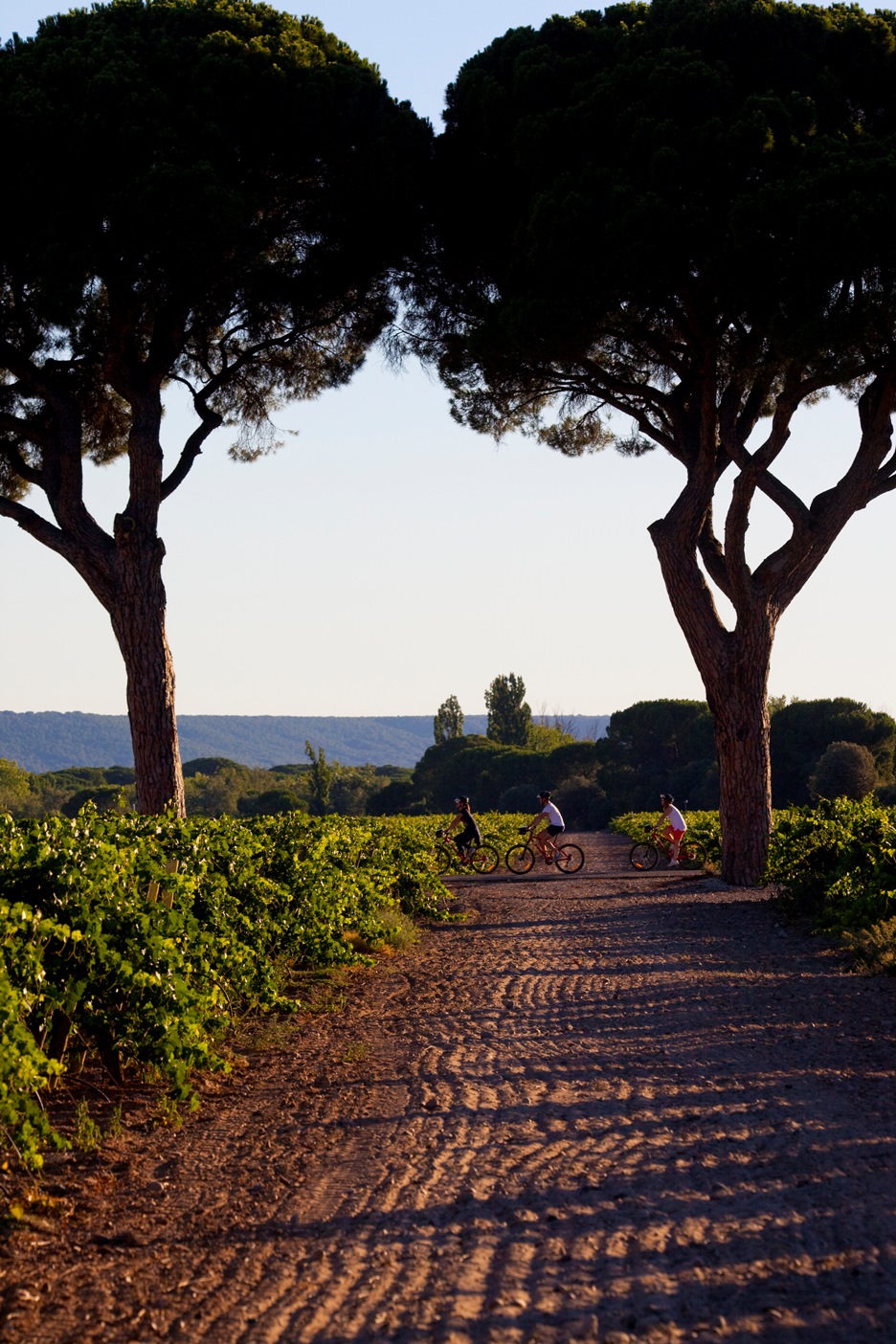 Abadía Retuerta LeDomaine celebra sus cinco años