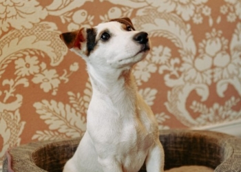 Relais & Châteaux Orfila ofrece servicios especializados para perros